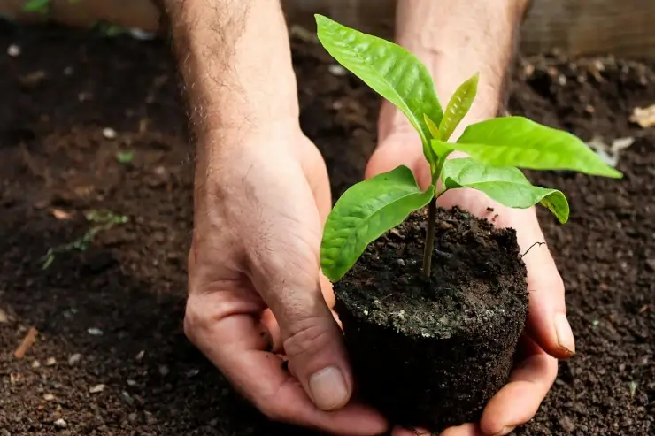 Bolsa de Semillero Perfecta para Proteger y Nutrir tus Plántulas