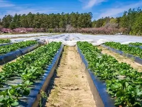 Plástico Negro para la Agricultura
